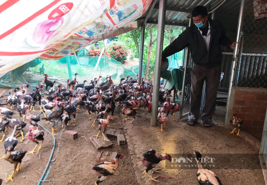 Ngoài việc học tập ông Tuyển còn chịu khó chăn nuôi, trồng trọt để phát triển kinh tế trong gia đình. Ảnh: C.T Ngoài việc học tập ông Tuyển còn chịu khó chăn nuôi, trồng trọt để phát triển kinh tế trong gia đình. Ảnh: C.T