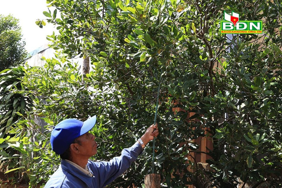 Cây mắc ca phù hợp với điều kiện tự nhiên và tập quán sản xuất của đồng bào xã Quảng Trực, huyện Tuy Đức, tỉnh Đắk Nông.