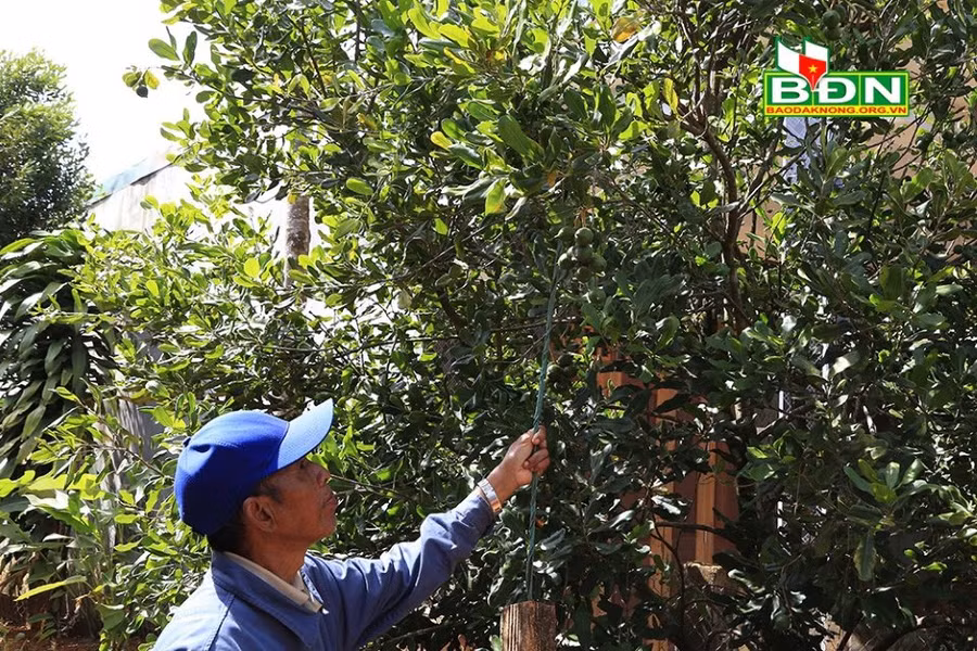 Cây mắc ca phù hợp với điều kiện tự nhiên và tập quán sản xuất của đồng bào xã Quảng Trực, huyện Tuy Đức, tỉnh Đắk Nông.