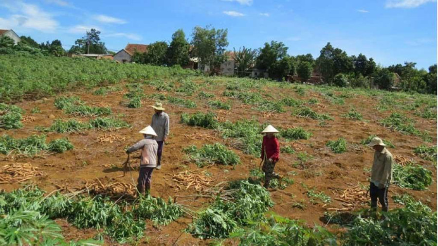 Phú Yên đang thiếu nguồn nguyên liệu sắn cho hai nhà máy. Ảnh: TR.NHÂN