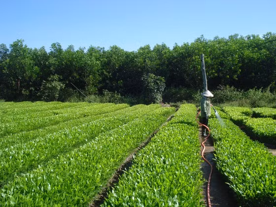  Các địa phương ươm cây giống để trồng rừng