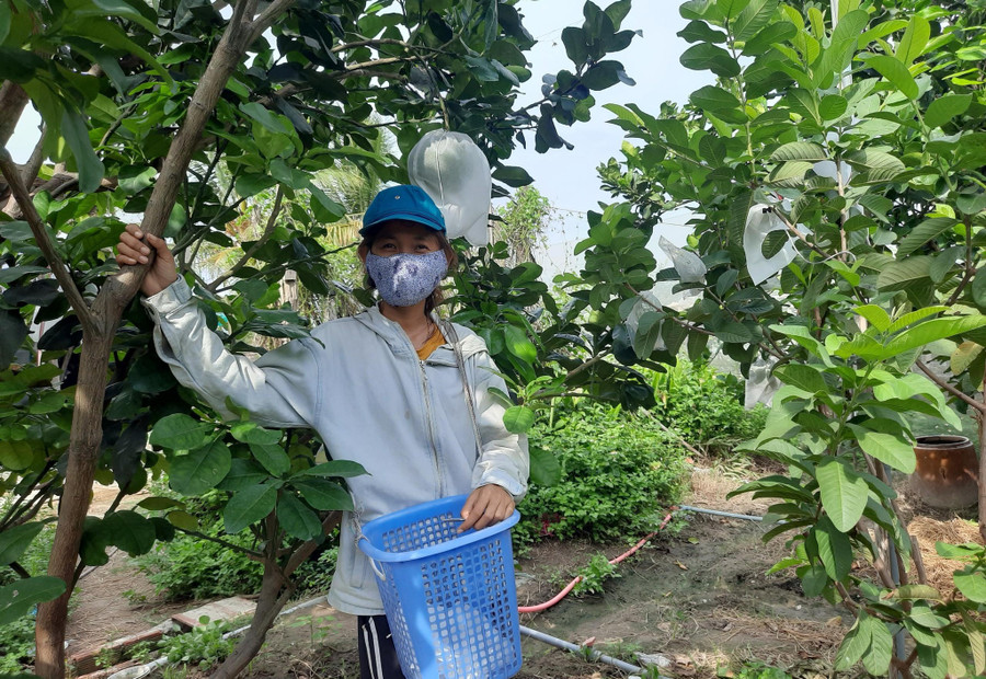  Cô gái làm ngân hàng bỏ phố về quê cuốc đất, nhổ cỏ, trồng cây...
