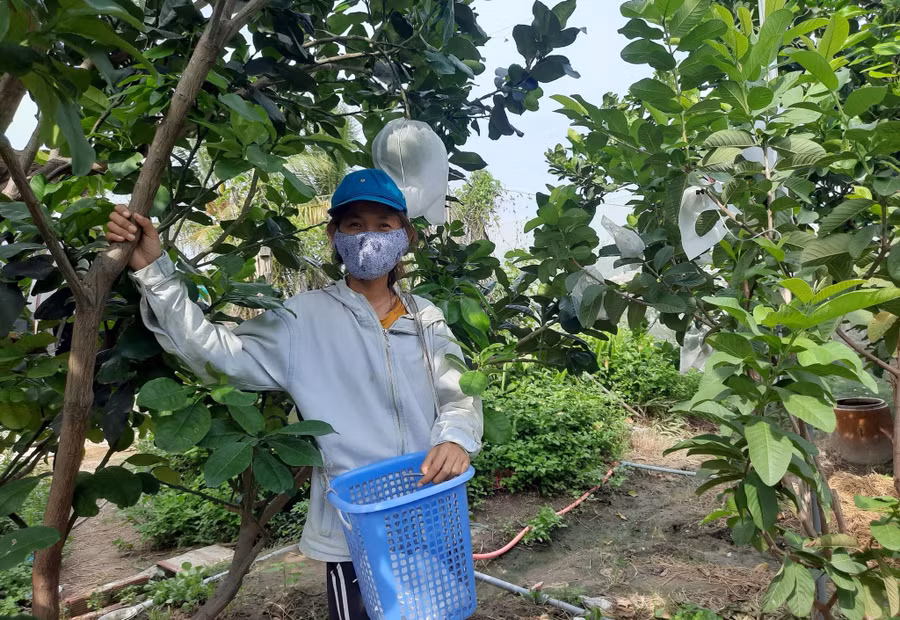  Cô gái làm ngân hàng bỏ phố về quê cuốc đất, nhổ cỏ, trồng cây...