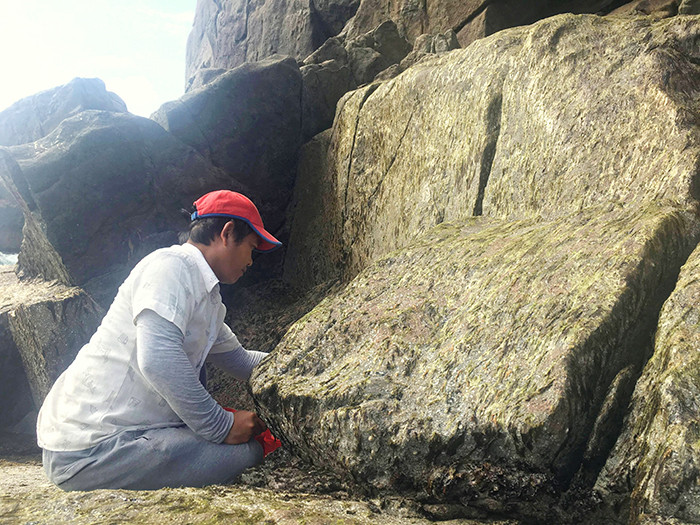 Cheo leo vách đá hái rong biển.