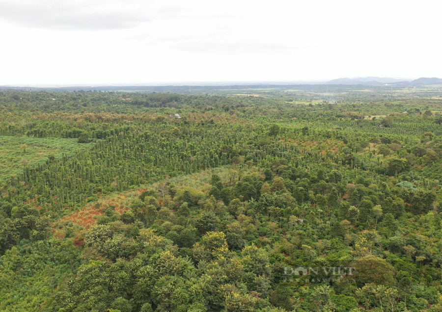 Vùng trồng cà phê cảnh quan bền vững tại huyện Krông Năng (Đắk Lắk) nhìn từ trên cao xuống. Ảnh: Duy Hậu