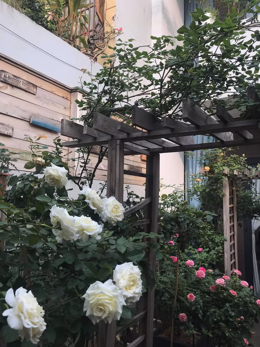 Anh Đức khéo léo đan xen trồng các loại hồng leo, hồng bụi tạo vẻ đẹp rực rỡ cho ngôi nhà. Ảnh: NVCC