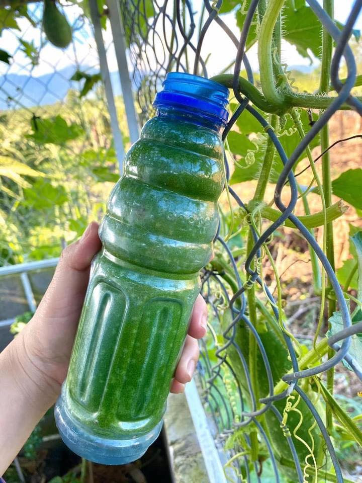  Bí được nuôi lớn trong chai nước.