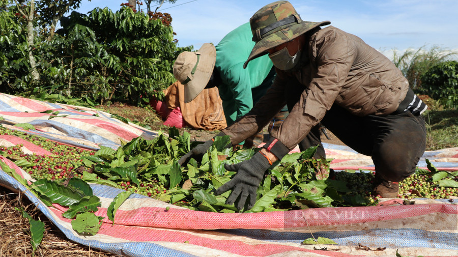 Mỗi ngày, nhóm của anh Luân sẽ hái được khoảng 2 tấn cà phê tươi, thu nhập hơn 500.000 đồng/người. Ảnh: Văn Long