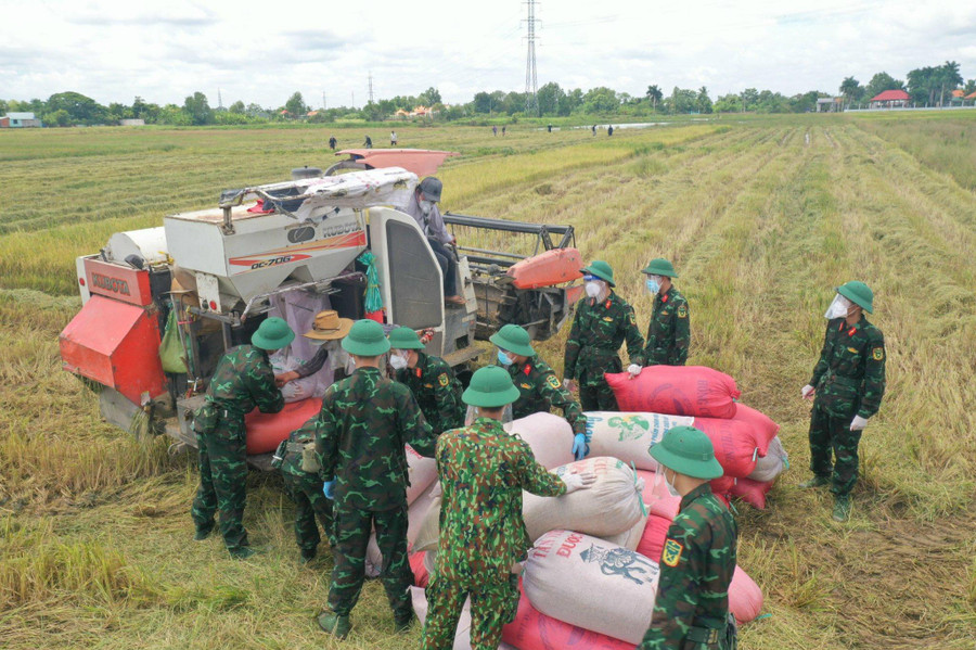 Bộ đội thu hoạch lúa giúp dân ở H.Bình Chánh, TP.HCM trong đợt dịch lần thứ 4. Ảnh: Độc Lập 