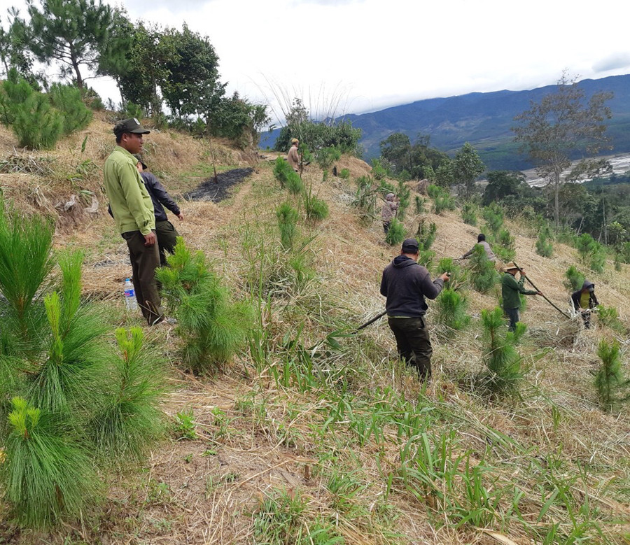 Lực lượng bảo vệ rừng chuyên trách Ban Quản lý rừng phòng hộ Mang Yang phát dọn thực bì rừng trồng. Ảnh: Nguyễn Diệp Lực lượng bảo vệ rừng chuyên trách Ban Quản lý rừng phòng hộ Mang Yang phát dọn thực bì rừng trồng. Ảnh: Nguyễn Diệp