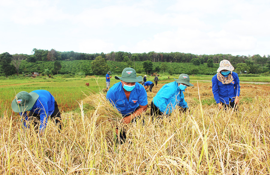 Đoàn viên, thanh niên xã Glar (huyện Đak Đoa) gặt lúa giúp người dân bị cách ly. Ảnh: Phan Lài Đoàn viên, thanh niên xã Glar (huyện Đak Đoa) gặt lúa giúp người dân bị cách ly. Ảnh: Phan Lài