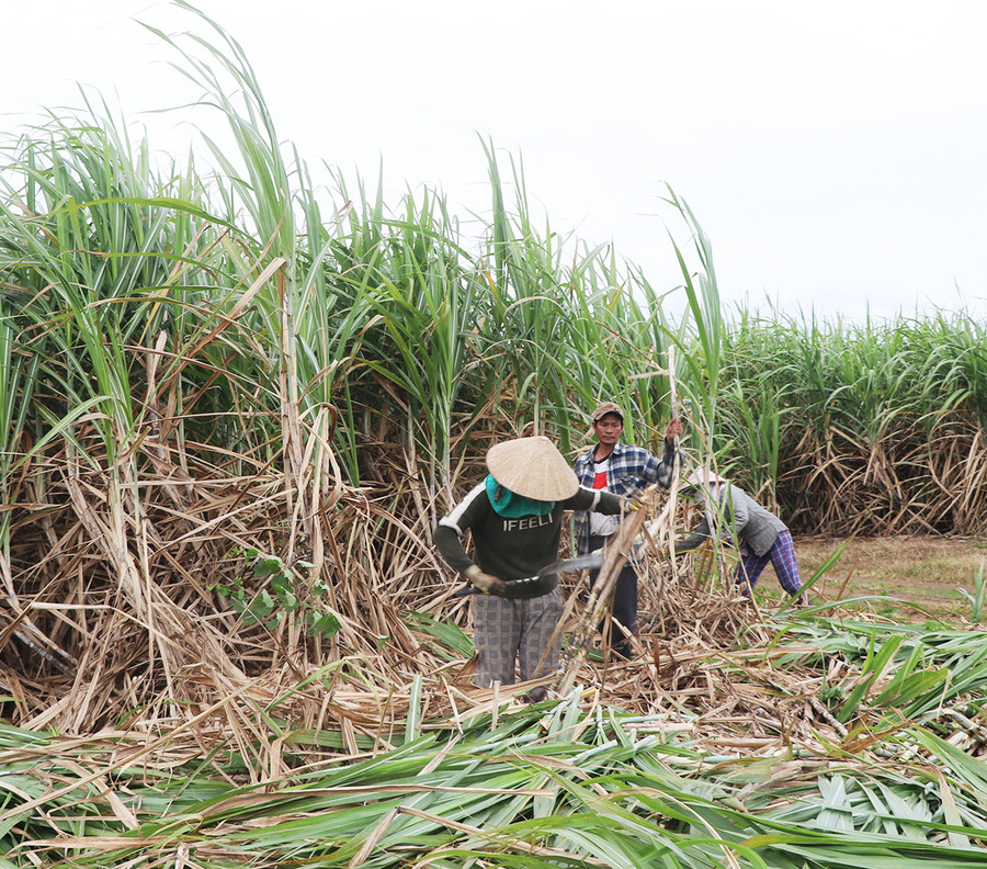  Người dân xã Tân An (huyện Đak Pơ) thu hoạch mía. Ảnh: Ngọc Minh