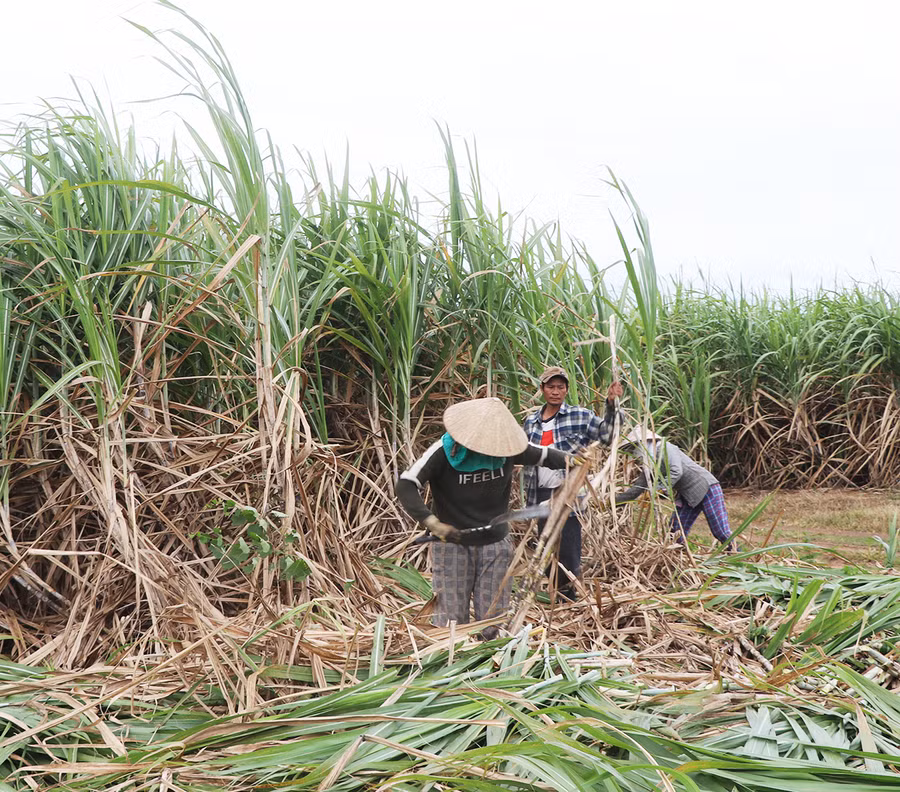 Người dân xã Tân An (huyện Đak Pơ) thu hoạch mía. Ảnh: Ngọc Minh