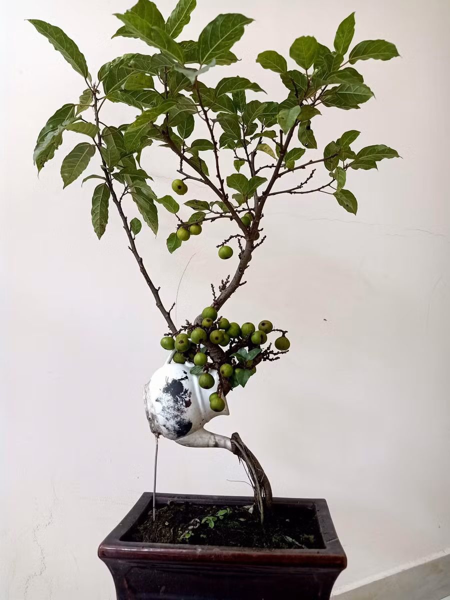 Nhiều người ra giá 5 triệu đồng cho cây bonsai sung này nhưng anh Quân không bán