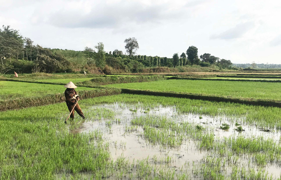 Người dân làng Bối, xã Glar chăm sóc lúa Đông Xuân 2021-2022. Ảnh: Nguyễn Diệp Người dân làng Bối, xã Glar chăm sóc lúa Đông Xuân 2021-2022. Ảnh: Nguyễn Diệp
