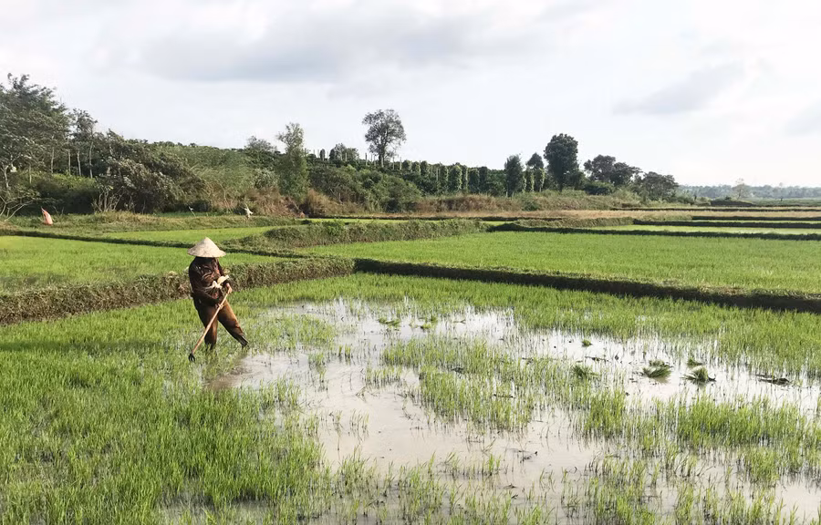 Người dân làng Bối, xã Glar chăm sóc lúa Đông Xuân 2021-2022. Ảnh: Nguyễn Diệp