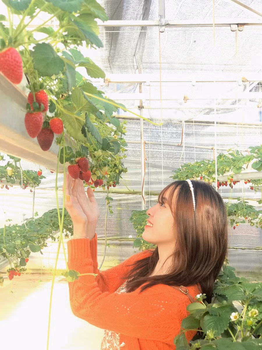 Du khách trải nghiệm hái dâu tây tại một nông trại ở Đà Lạt. Ảnh: Lâm Viên