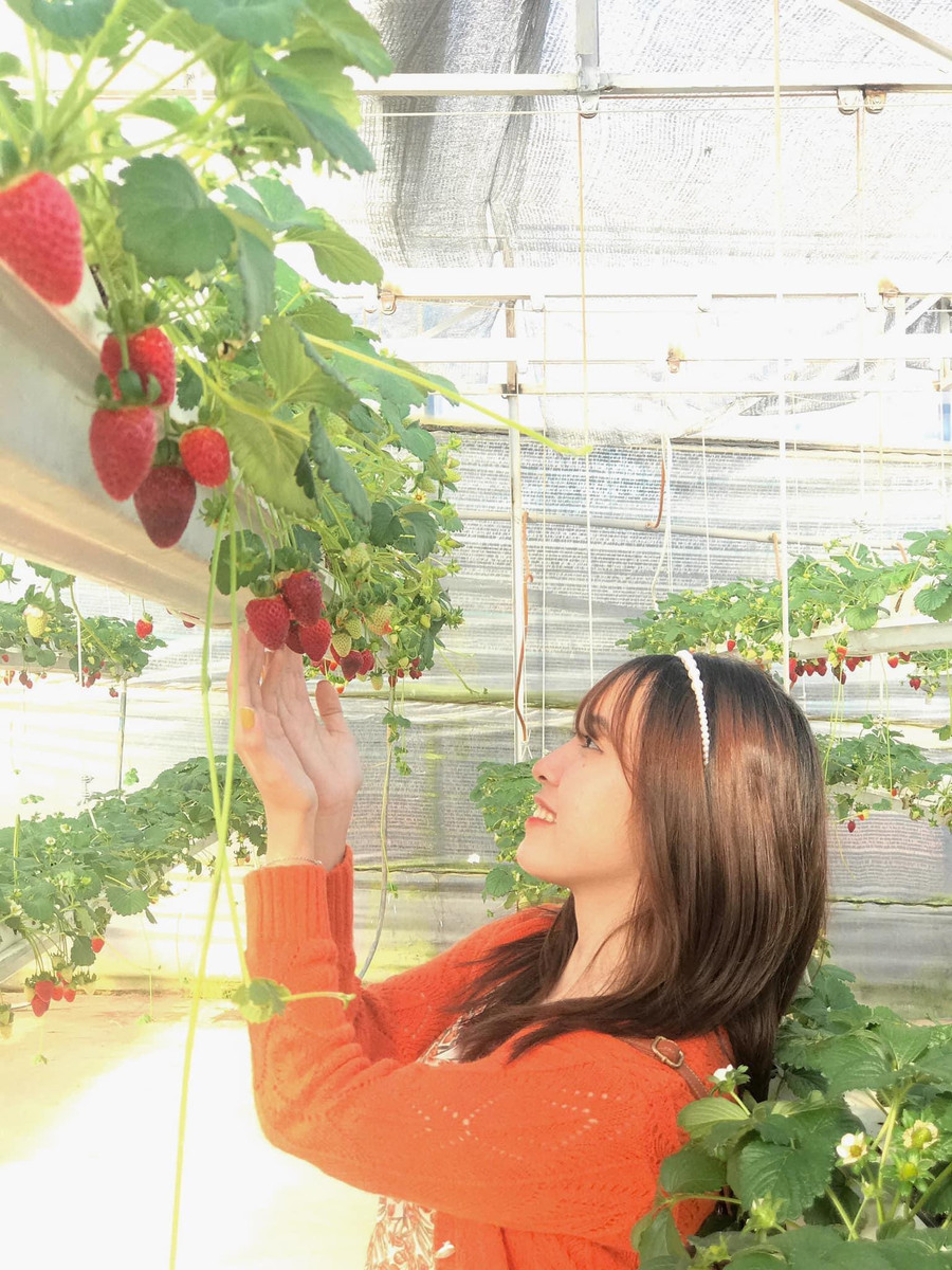 Du khách trải nghiệm hái dâu tây tại một nông trại ở Đà Lạt. Ảnh: Lâm Viên