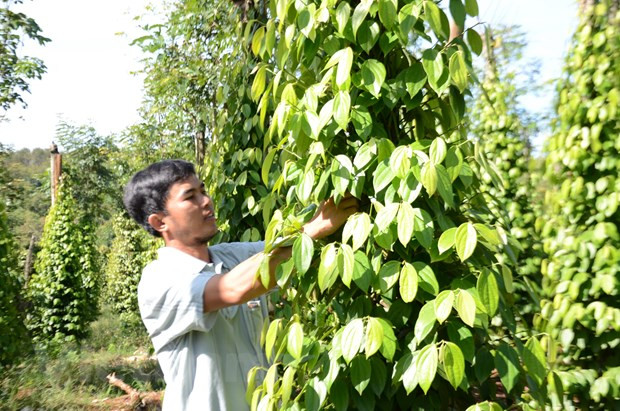 Hồ tiêu là loại nông sản phù hợp với đất đai, thổ nhưỡng tại Tuy Đức. Ảnh: Hưng Thịnh/Vietnam+