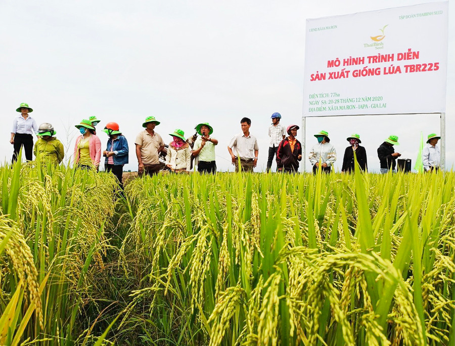 Hội thảo đầu bờ mô hình liên kết sản xuất cánh đồng lúa lớn một giống tại xã Ia Ma Rơn. Ảnh: Vũ Chi