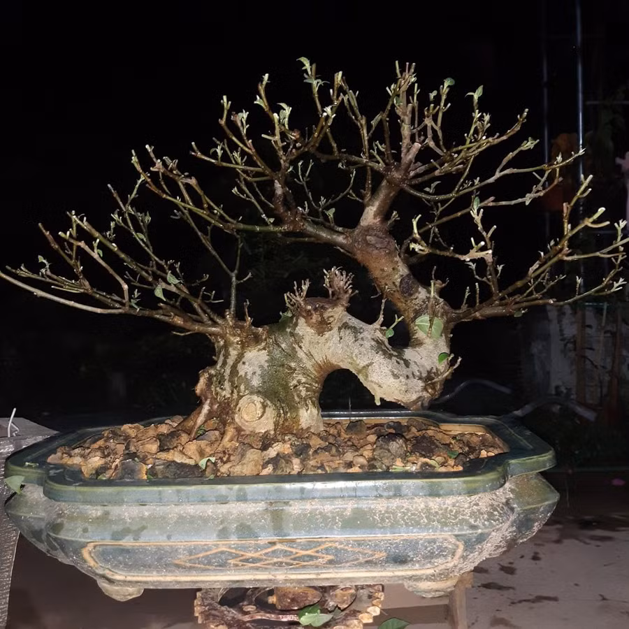 Kiểng sung được nhiều người mua về trưng bày quanh năm trong nhà