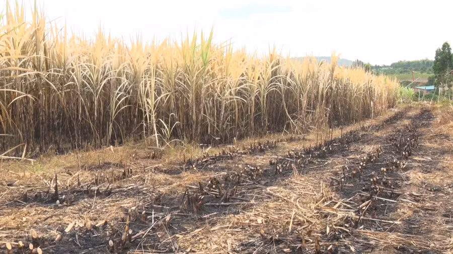 Đám mía gia đình ông Tưởng bị cháy. Ảnh: Minh Ngân