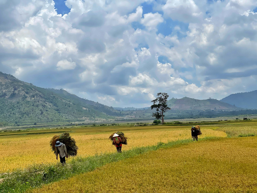 Người dân thu hoạch lúa trên cánh đồng Ngô Sơn (xã Chư Đang Ya, huyện Chư Păh). Ảnh: Hoàng Ngọc