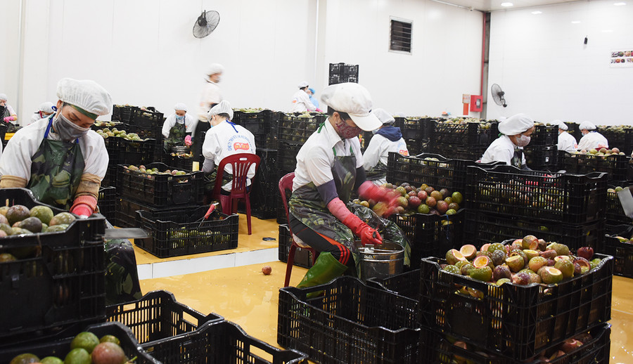 Công ty TNHH một thành viên Xuất khẩu rau quả DOVECO liên kết sản xuất, tiêu thụ nông sản cho người dân. Ảnh: Minh Nguyễn Công ty TNHH một thành viên xuất khẩu rau quả DOVECO liên kết sản xuất, tiêu thụ nông sản cho người dân. Ảnh: Minh Nguyễn