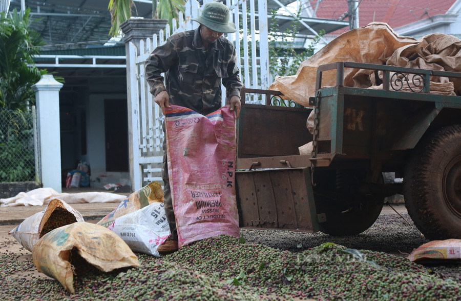 Giá cà phê nhân Đắk Lắk hôm nay vẫn ở mức cao hơn 40.000 đồng/kg (trong ảnh: Môt nông dân ở huyện Cư M'gar, tỉnh Đắk Lắk chuẩn bị phơi cà phê). Ảnh: Duy Hậu