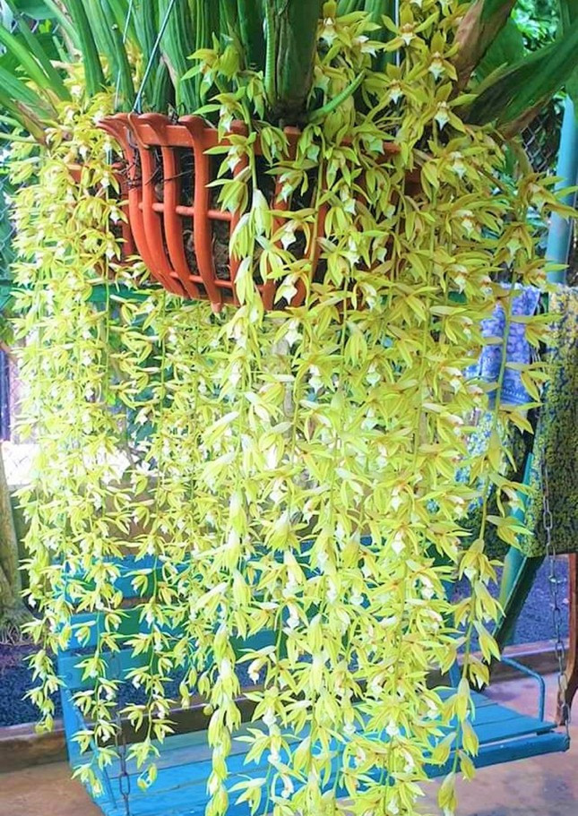 Giá hoa lan phụ thuộc vào kích cỡ, chủng loại... Giá hoa lan phụ thuộc vào kích cỡ, chủng loại...