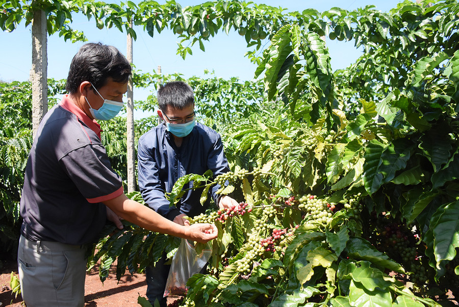 Hợp tác xã sản xuất kinh doanh-dịch vụ nông nghiệp Tâm Thành (xã Ia Hrung, huyện Ia Grai) là 1 trong 6 đơn vị được tỉnh lựa chọn thực hiện mô hình đưa trí thức trẻ có trình độ đại học, cao đẳng về làm việc. Ảnh: Minh Triều  Hợp tác xã sản xuất kinh doanh-dịch vụ nông nghiệp Tâm Thành (xã Ia Hrung, huyện Ia Grai) là 1 trong 6 đơn vị được tỉnh lựa chọn thực hiện mô hình đưa trí thức trẻ có trình độ đại học, cao đẳng về làm việc. Ảnh: Minh Triều