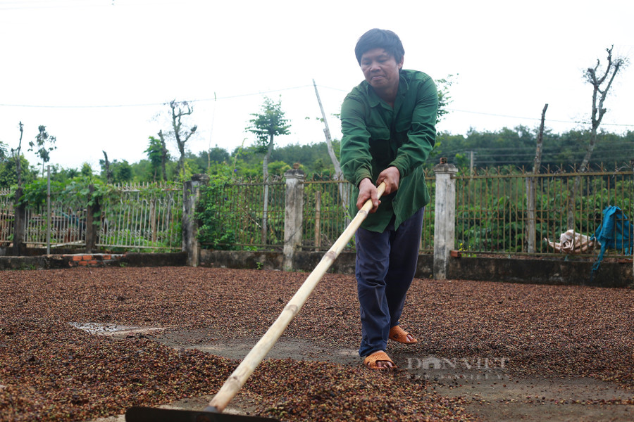 Một nông dân tại huyện Cư M'gar (tỉnh Đắk Lắk) đang phơi cà phê. Ảnh: Duy Hậu