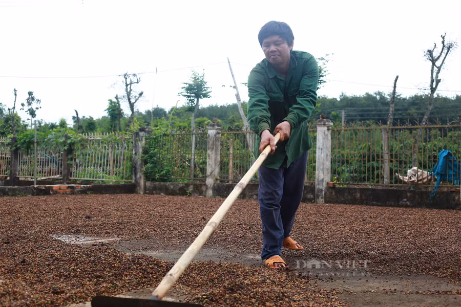 Một nông dân tại huyện Cư M'gar (tỉnh Đắk Lắk) đang phơi cà phê. Ảnh: Duy Hậu