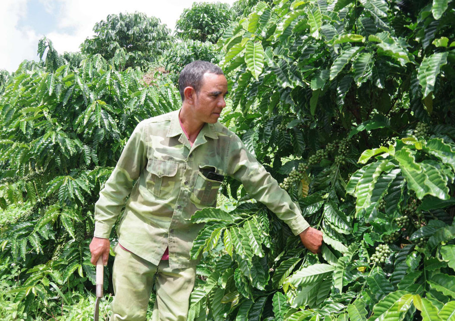 Nhờ nỗ lực làm ăn, đến nay gia đình anh Thao Nguyên đã thoát nghèo. Ảnh: V.T