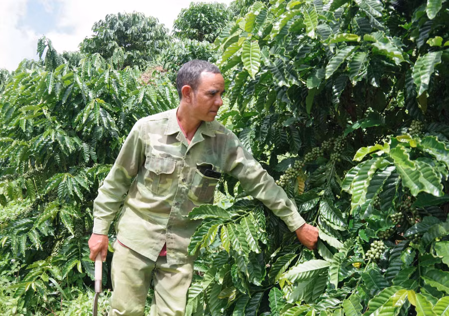 Nhờ nỗ lực làm ăn, đến nay gia đình anh Thao Nguyên đã thoát nghèo. Ảnh: V.T