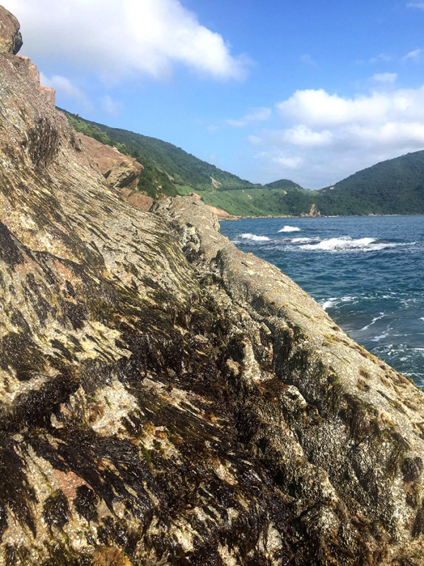 Rong biển mọc trên các vách đá cheo leo, để lấy được cũng khá kỳ công và nguy hiểm.