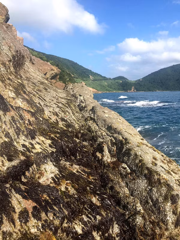 Rong biển mọc trên các vách đá cheo leo, để lấy được cũng khá kỳ công và nguy hiểm.