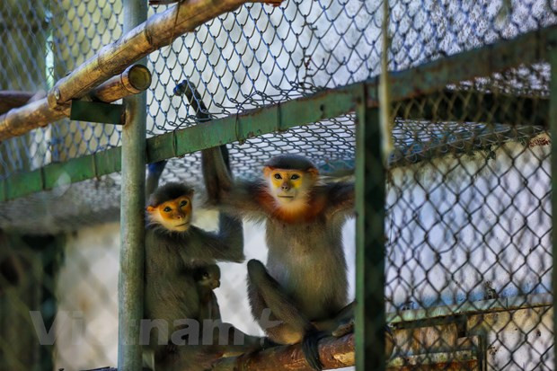 Trung tâm cứu hộ thú linh trưởng Cúc Phương là nơi chăm sóc, cứu hộ và chăm sóc các loài linh trưởng quý hiếm của Việt Nam để trả chúng về với môi trường sống tự nhiên. Ảnh: Minh Sơn/Vietnam+