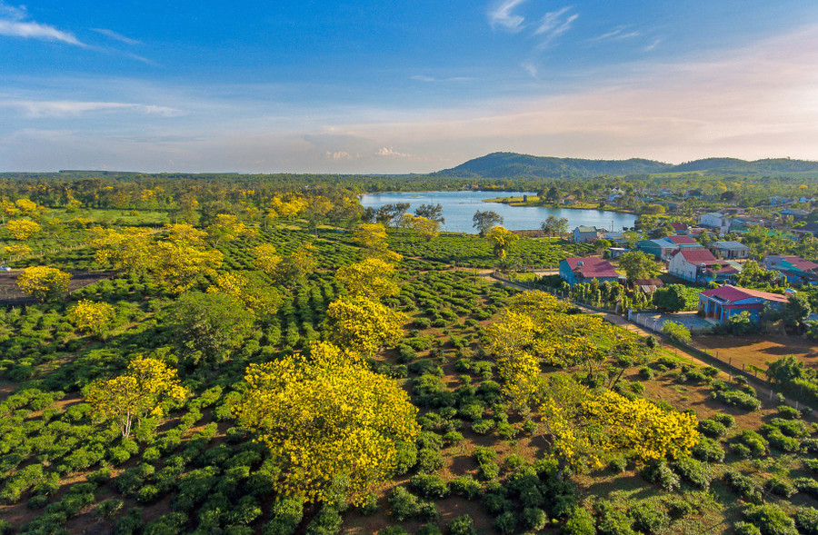 Đồi chè ở xã Bàu Cạn (huyện Chư Prông). Ảnh: Phan Nguyên Đồi chè ở xã Bàu Cạn (huyện Chư Prông). Ảnh: Phan Nguyên