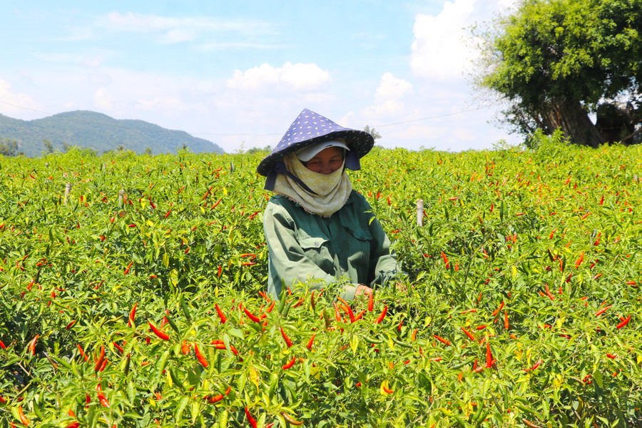 Người dân đã biết ứng dụng khoa học kỹ thuật vào sản xuất để nâng cao năng suất, hiệu quả kinh tế trên đơn vị diện tích. Ảnh: Quang Tấn