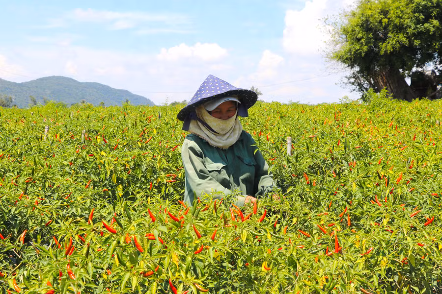 Người dân đã biết ứng dụng khoa học kỹ thuật vào sản xuất để nâng cao năng suất, hiệu quả kinh tế trên đơn vị diện tích. Ảnh: Quang Tấn