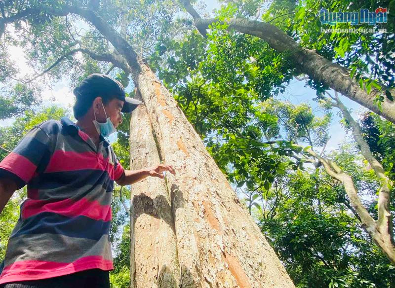 Cây cổ thụ bên trong rừng tự nhiên ở xóm Phú Vinh. Ảnh: T.Hậu Cây cổ thụ bên trong rừng tự nhiên ở xóm Phú Vinh. Ảnh: T.Hậu