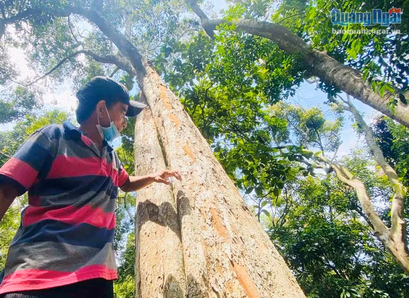 Cây cổ thụ bên trong rừng tự nhiên ở xóm Phú Vinh. Ảnh: T.Hậu