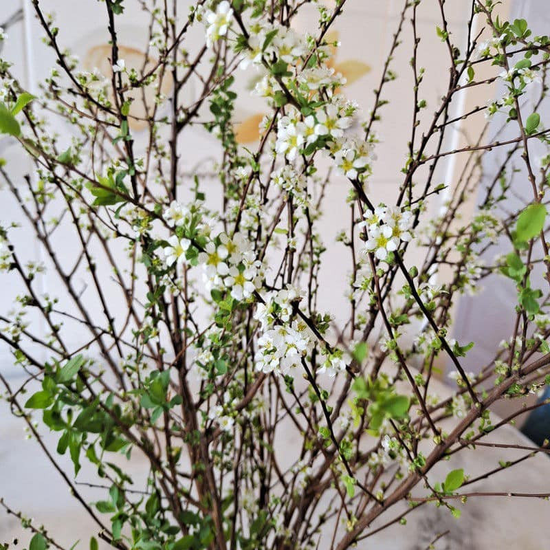  Hoa của cây tuyết mai có màu trắng buốt đẹp mắt, kích thước cũng nhỏ như lá. Mỗi bông hoa gồm 5 cánh, xếp chồng xoe tròn, hoa có mùi thơm thoang thoảng dễ chịu.