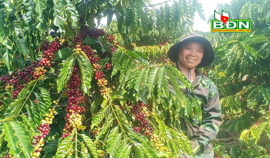 Vườn cà phê thả ngọn của anh Việt rất nhiều quả, đạt năng suất gấp 2 lần so với thông thường Vườn cà phê thả ngọn của anh Việt rất nhiều quả, đạt năng suất gấp 2 lần so với thông thường