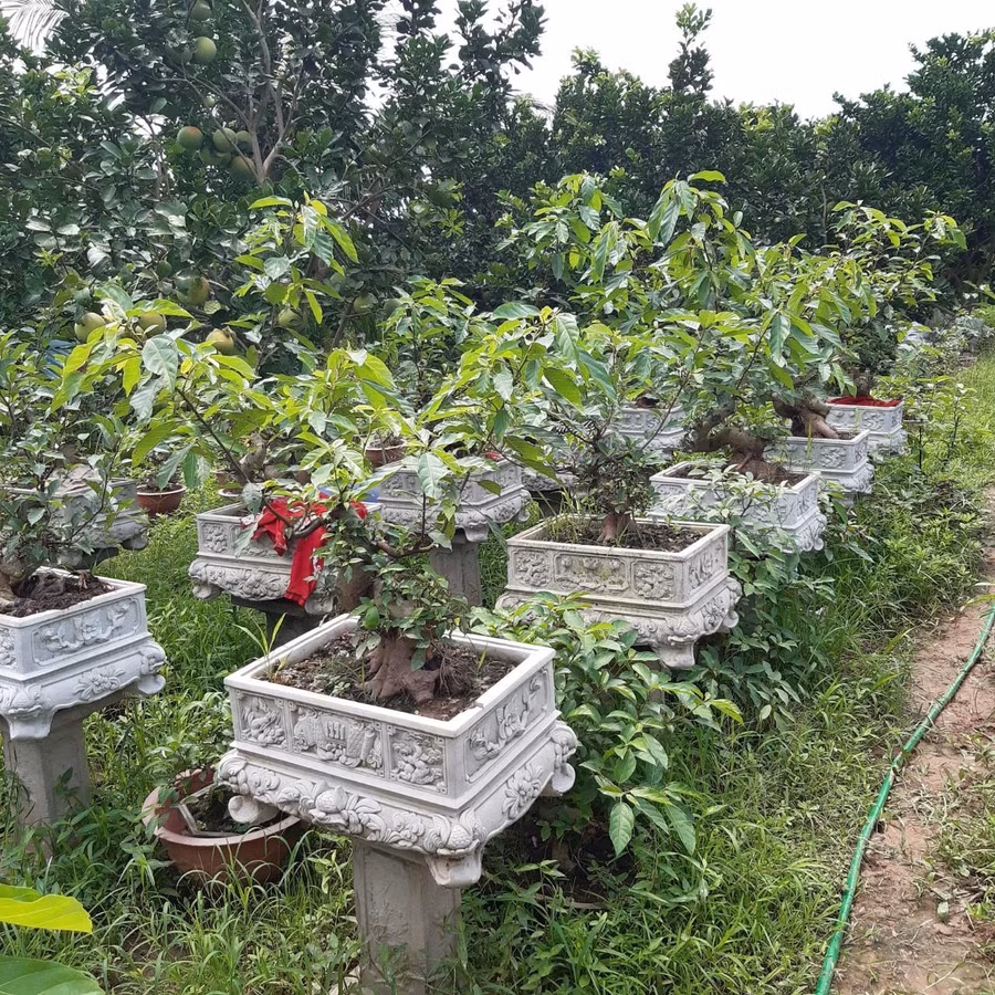 Vườn kiểng sung của anh Việt