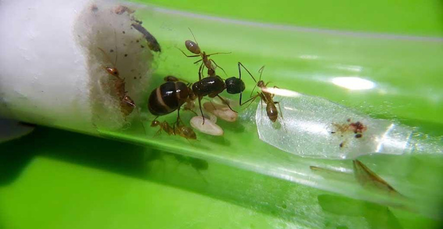 Kiến chúa được nuôi dưỡng trong ống nghiệm Kiến chúa được nuôi dưỡng trong ống nghiệm
