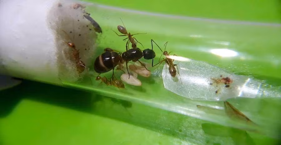 Kiến chúa được nuôi dưỡng trong ống nghiệm