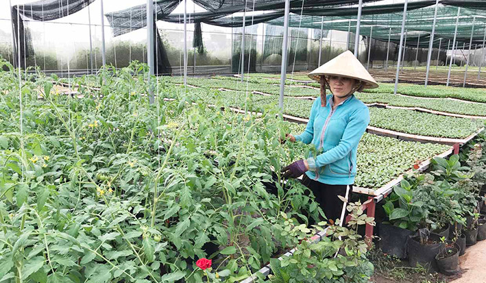 Hợp tác xã Nông nghiệp-Dịch vụ An Phú Thịnh (TP. Pleiku) sản xuất rau quả an toàn theo hướng VietGAP. Ảnh: Nguyễn Diệp Hợp tác xã Nông nghiệp và Dịch vụ An Phú Thịnh (TP. Pleiku) sản xuất rau quả an toàn theo hướng VietGAP. Ảnh Nguyễn Diệp.jpg