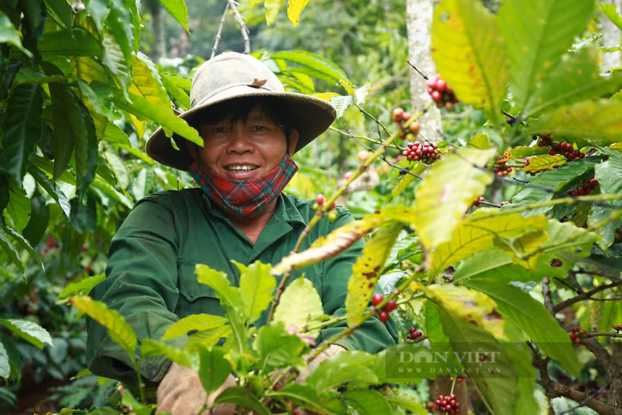 Niềm vui của một nông dân trồng cà phê tại xã Ea Kpam, huyện Cư M'Gar (Đắk Lắk) khi giá cà phê tăng trở lại. Ảnh: Duy Hậu.